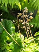 Pachyphragme à grandes feuilles