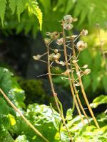 Pachyphragme à grandes feuilles