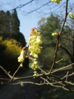 Corylopsis de Chine