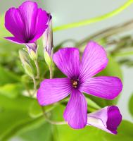 Oxalis articulée