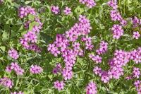 Oxalis articulée