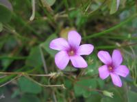 Oxalis articulée