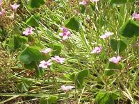 Oxalis articulée