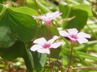 Oxalis articulée