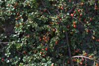 Cotoneaster adpressus