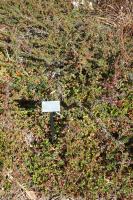 Cotoneaster adpressus