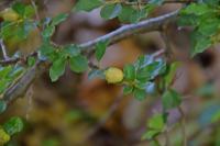 Cotoneaster adpressus