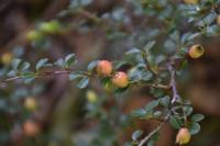 Cotoneaster adpressus