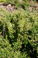 Cotoneaster adpressus