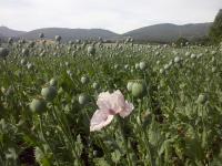 Pavot à opium