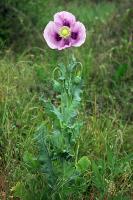 Pavot à opium