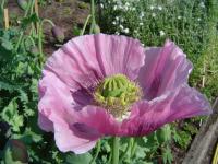Pavot à opium