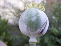 Pavot à opium