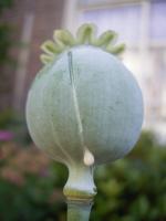 Pavot à opium
