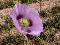 Pavot à opium