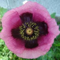 Pavot à opium
