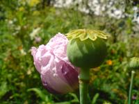 Pavot à opium