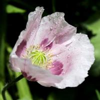 Pavot à opium