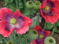Pavot à opium