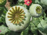 Pavot à opium