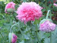 Pavot à opium