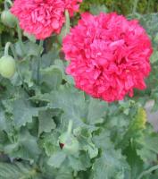 Pavot à opium