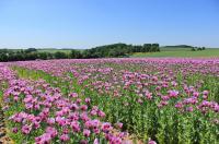 Pavot à opium