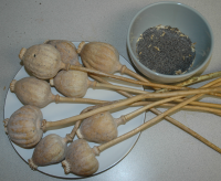 Pavot à opium