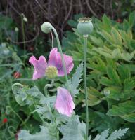 Pavot à opium