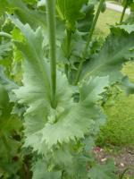 Pavot à opium