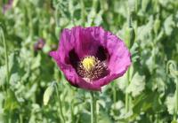 Pavot à opium