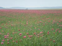 Pavot à opium