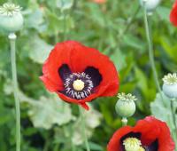 Pavot à opium