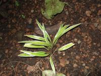 Chlorophytum bichetii