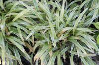 Chlorophytum bichetii