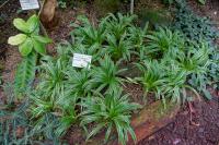 Chlorophytum bichetii