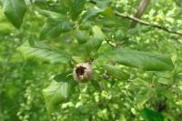 Aubépine chimère