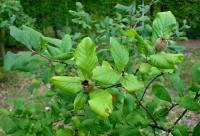 Aubépine chimère