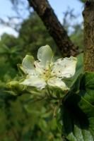 Aubépine chimère