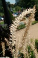 Herbe aux écouvillons orientale