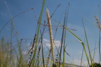 Herbe aux écouvillons orientale