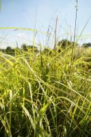 Herbe aux écouvillons orientale