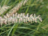 Herbe aux écouvillons orientale