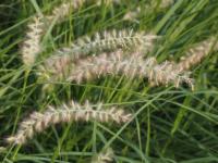Herbe aux écouvillons orientale