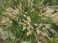 Herbe aux écouvillons orientale