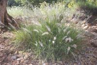 Herbe aux écouvillons orientale