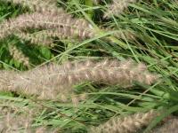 Herbe aux écouvillons orientale