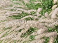 Herbe aux écouvillons orientale
