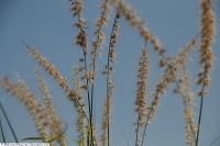 Herbe aux écouvillons orientale