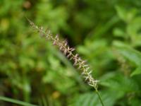 Herbe aux écouvillons orientale